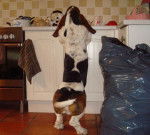 DomTom le basset-hound - Basset Hound