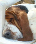DomTom le basset-hound - Basset Hound
