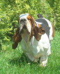 DomTom le basset-hound - Basset Hound