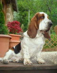 DomTom le basset-hound - Basset Hound