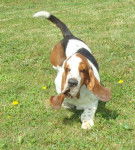 DomTom le basset-hound - Basset Hound