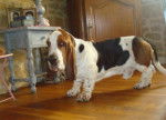 DomTom le basset-hound - Basset Hound