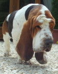 DomTom le basset hound - Basset Hound