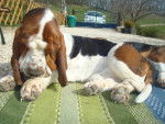 DomTom le basset hound - Basset Hound