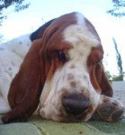 DomTom le basset-hound - Basset Hound