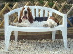 DomTom le basset-hound - Basset Hound