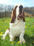 DomTom le basset-hound - Basset Hound