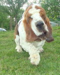 DomTom le basset-hound - Basset Hound