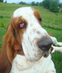 DomTom le basset-hound - Basset Hound