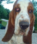 DomTom le basset-hound - Basset Hound