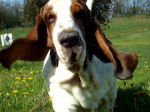 DomTom le basset-hound - Basset Hound