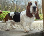 DomTom basset-hound - Basset Hound
