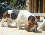 DomTom le basset-hound - Basset Hound