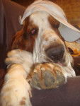 DomTom le basset-hound rappeur - Basset Hound