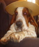 DomTom le basset-hound - Basset Hound