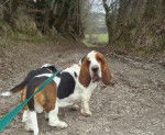 DomTom le basset-hound - Basset Hound
