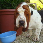 DomTom MacDouglas basset hound - Basset Hound
