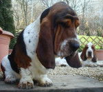 Grussgott basset-hound - Basset Hound