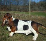 Grussgott le basset-hound - Basset Hound