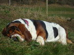 Grussgott le basset-hound - Basset Hound