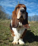 Grussgott le basset-hound - Basset Hound