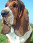 portrait de Grussgott le basset-hound - Basset Hound