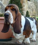 Grussgott le basset-hound - Basset Hound