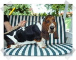 Grussgott le basset-hound - Basset Hound