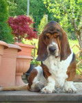 Grussgott le basset-hound - Basset Hound