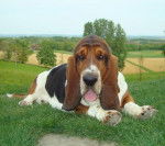 Grussgott le basset-hound - Basset Hound