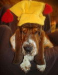 Grussgott le basset-hound - Basset Hound