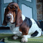 Grussgott le basset-hound - Basset Hound