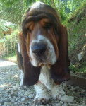 Grussgott le basset-hound - Basset Hound