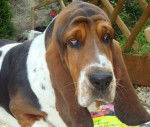 Grussgott le basset-hound - Basset Hound