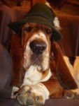 Grussgott le basset-hound - Basset Hound