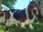 Grussgott le basset-hound - Basset Hound