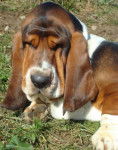 Grussgott le basset-hound - Basset Hound