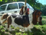 DomTom & Grussgott les basset-hound - Basset Hound