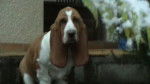 fiona basset hound de 4mois et demi - Basset Hound