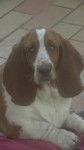 fiona basset hound de 1an - Basset Hound