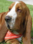 Billy du Domaine des Rouvres - Basset Hound