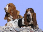 Billy et Allumette - Basset Hound