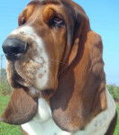 Constable MacArthur de la Cl&eacute; du Verne - Basset Hound