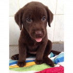 nemo - Basset Hound M&acirc;le (6 mois)