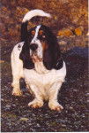 Sigmund - Basset Hound