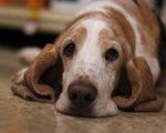 Photo Basset Hound