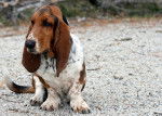 Photo Basset Hound