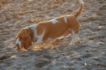 Photo Basset Hound