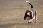 Photo Basset Hound