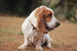 Photo Basset Hound